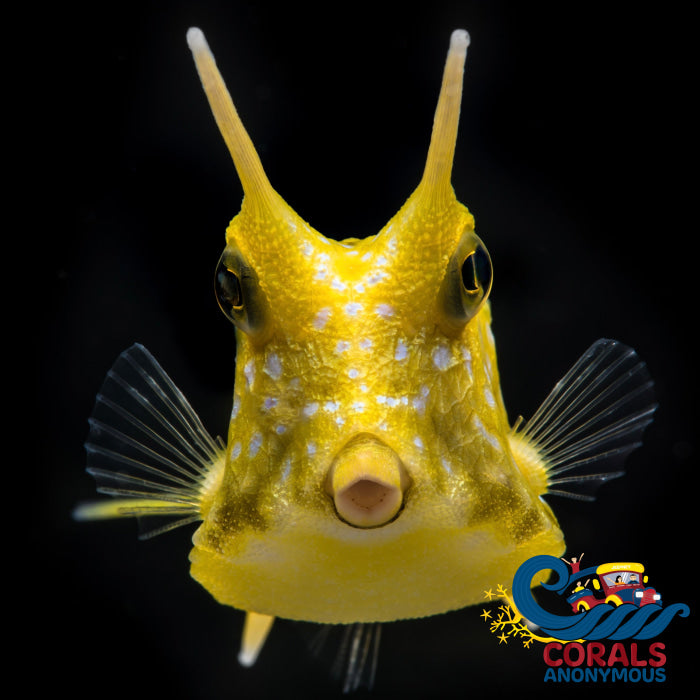 Cow Fish (Lactoria Cornuta) Fish
