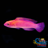 Earleis Fairy Wrasse Fish (Male) - (Cirrhilabrus Earlei) Fish
