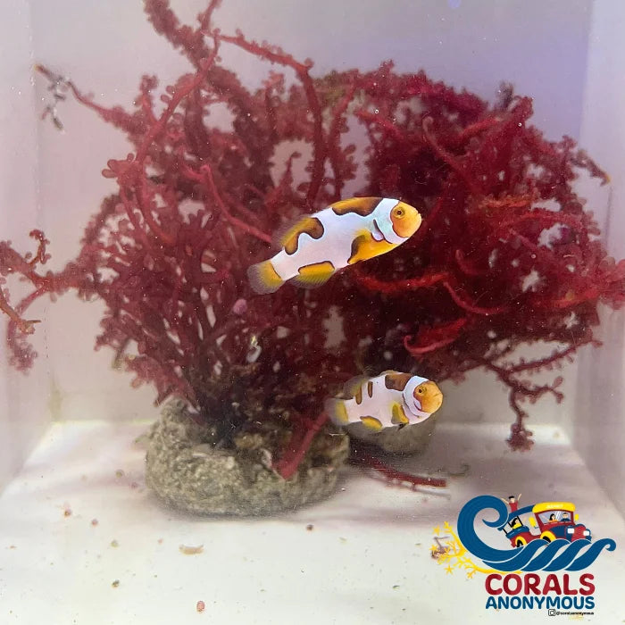 Extreme Picasso Percula Clownfish (Amphiprion Percula)(Aquacultured)