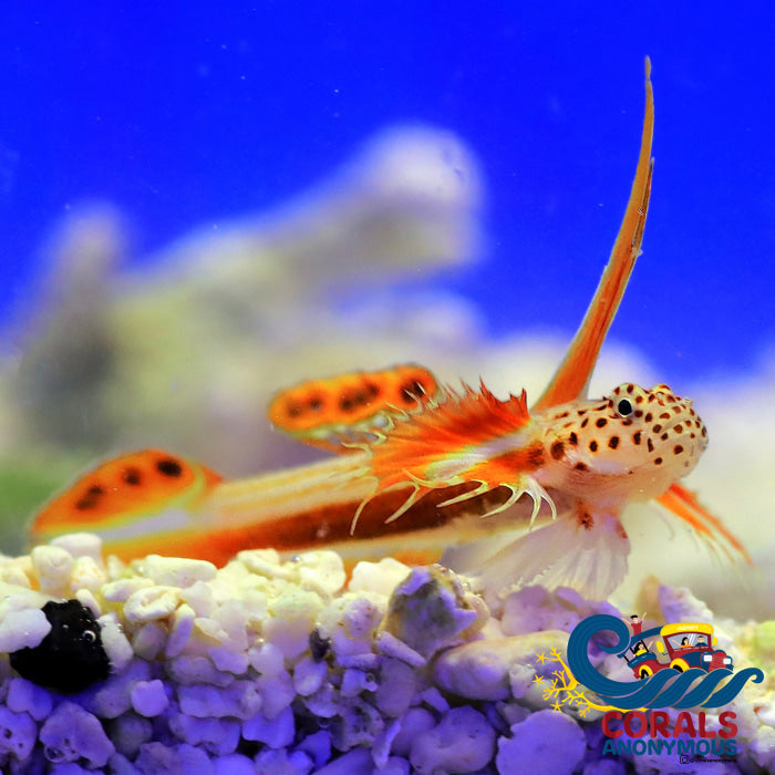 Flaming Prawn Goby Fish