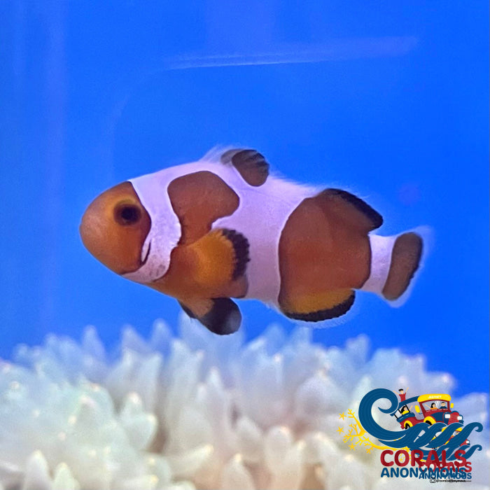 Gladiator Clownfish (Aquacultured) Fish