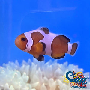 Gladiator Clownfish (Aquacultured) Fish