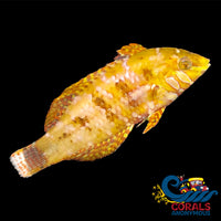 Golden Nugget Wrasse Fish Fish

