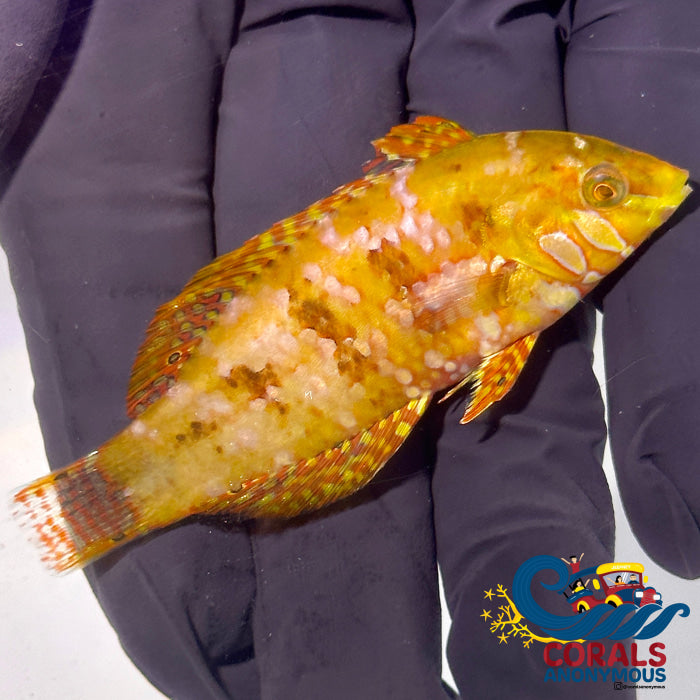 Golden Nugget Wrasse Fish Fish