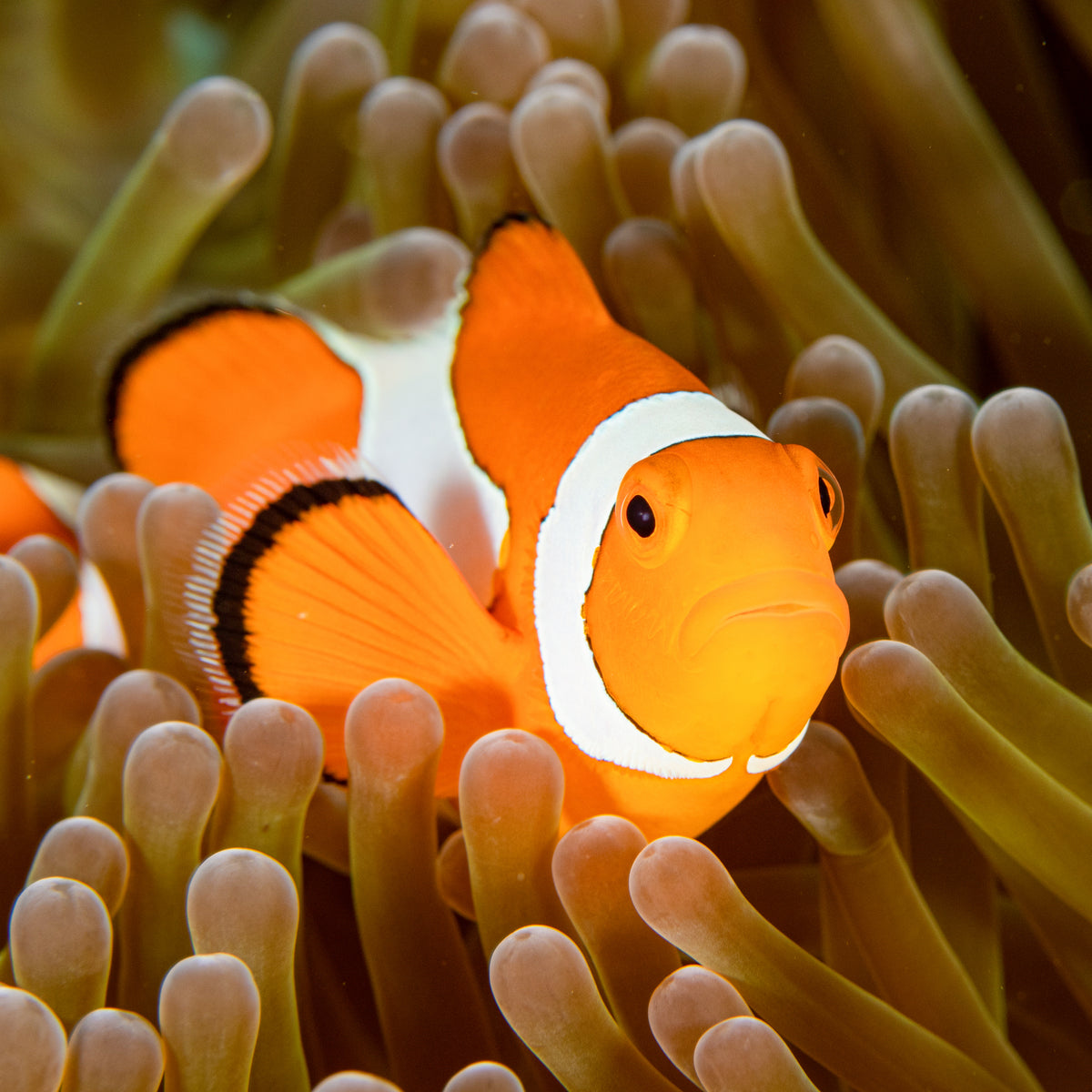 Jumbo Size Ocellaris Clownfish (1.5-2.5") - Corals Anonymous