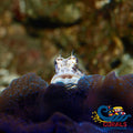 Lawnmower Algae Blenny (Salarius Fasciatus)(T2) Fish