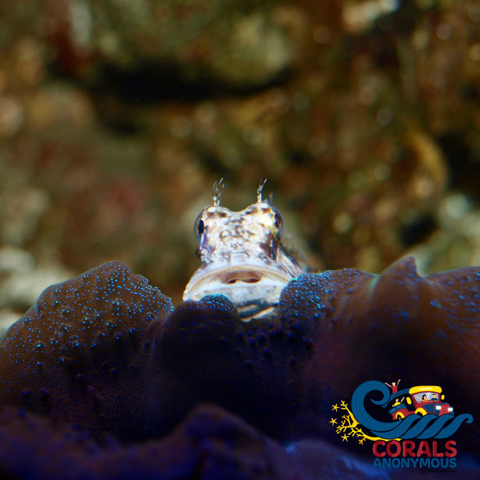 Lawnmower Algae Blenny (Salarius Fasciatus)(T2) Fish