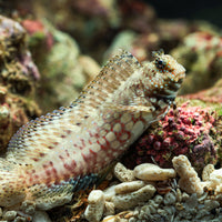 Lawnmower Algae Blenny (Salarius Fasciatus) 1