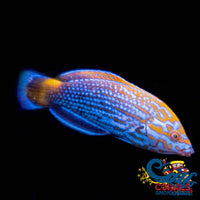 Lennardi Wrasse Fish Fish
