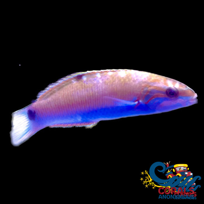 Lunare Wrasse (2-3) Fish