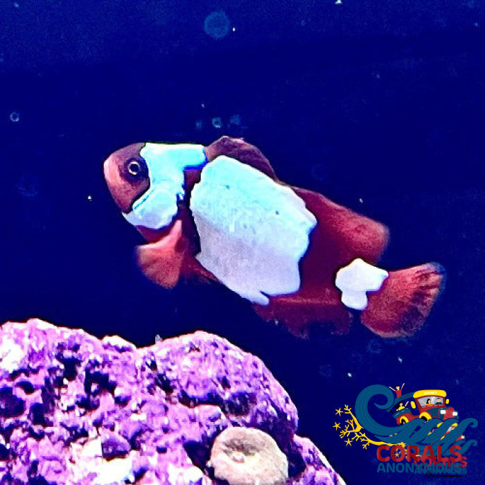 Anoymouse Fish Maroon Snowflake Clownfish (Aquacultured)