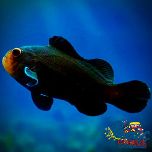 Midnight Clownfish (Aquacultured) Fish