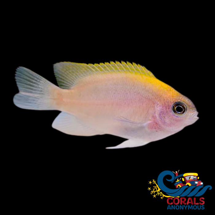 Pink Damselfish Fish