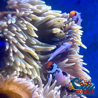 Premium Frostbite Clownfish (Aquacultured) Fish
