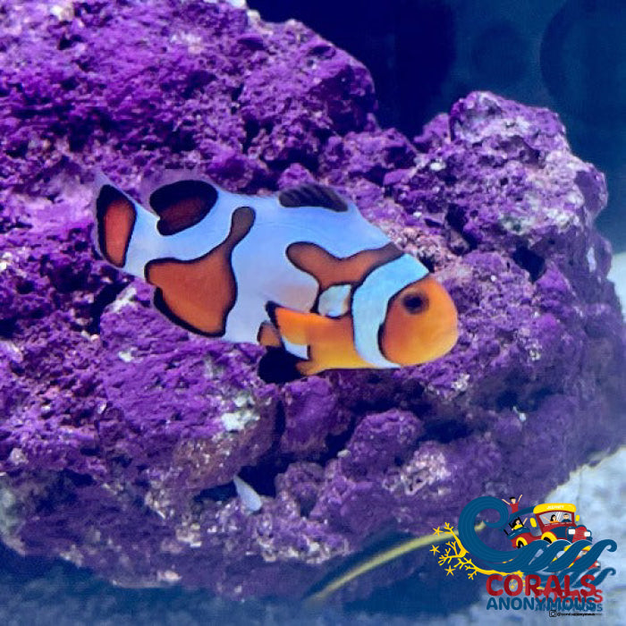 Premium Gladiator Clownfish (Aquacultured) Fish