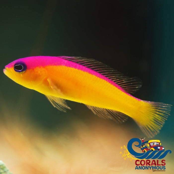 Purple Stripe Dottyback (1.5-2) Fish