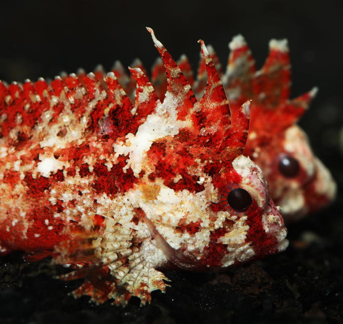 Pygmy Red Rooster Waspfish (1.5-3") *Venomous* - Corals Anonymous
