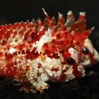 Pygmy Red Rooster Waspfish (1.5-3") *Venomous* - Corals Anonymous