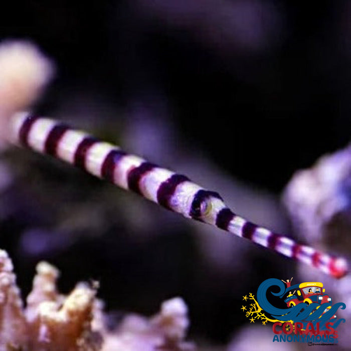 Banded Pipefish Fish