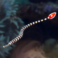 Red Banded Pipefish (3-5") - Corals Anonymous
