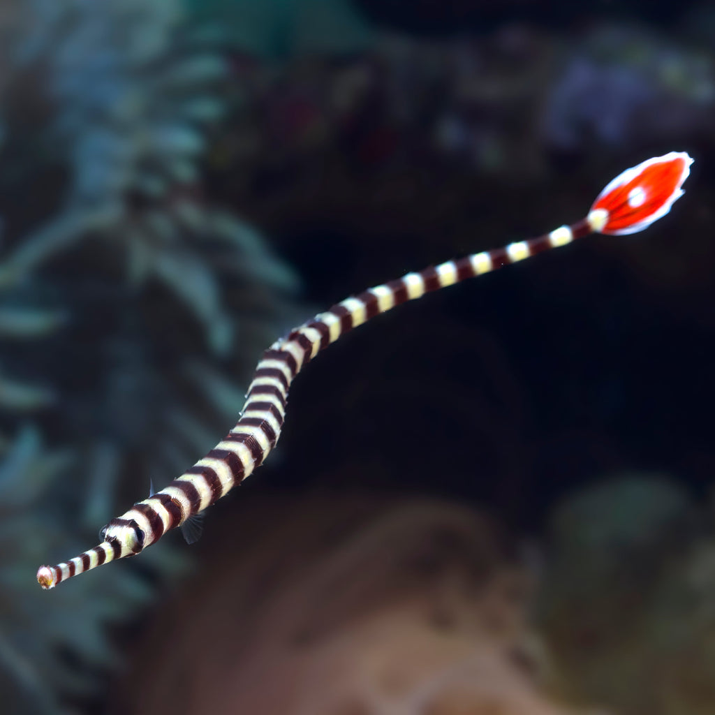 Red Banded Pipefish (3-5") - Corals Anonymous