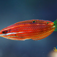 Red Line Wrasse (Halichoeres Biocellatus)