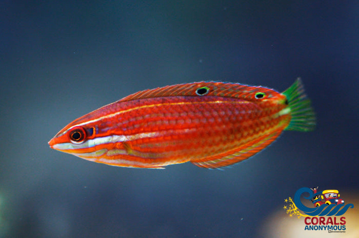Red Line Wrasse (Halichoeres Biocellatus)