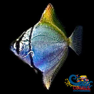Saltwater Mono Argenteus Fish