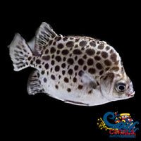 Saltwater Spotted Scat Fish
