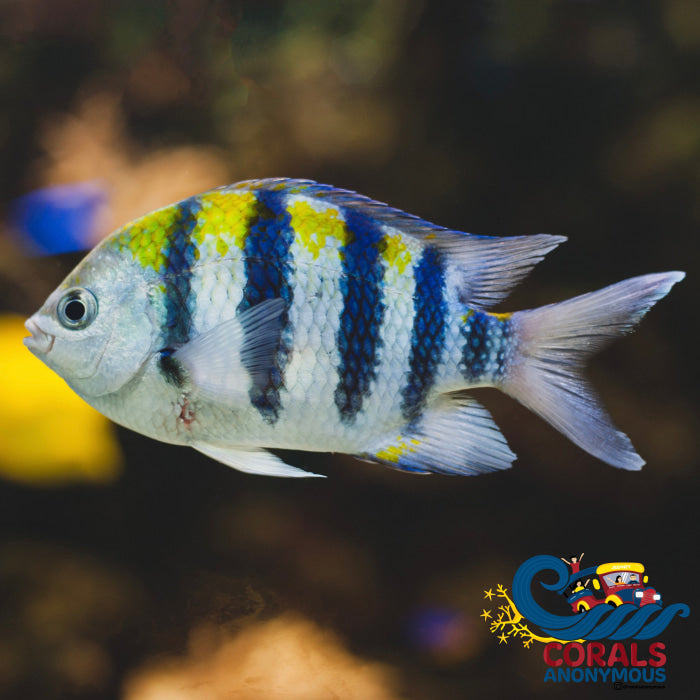 Sargeant Major Damselfish Fish
