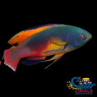 Scott’s Fairy Wrasse (Initial Phase 3-4”) Fish
