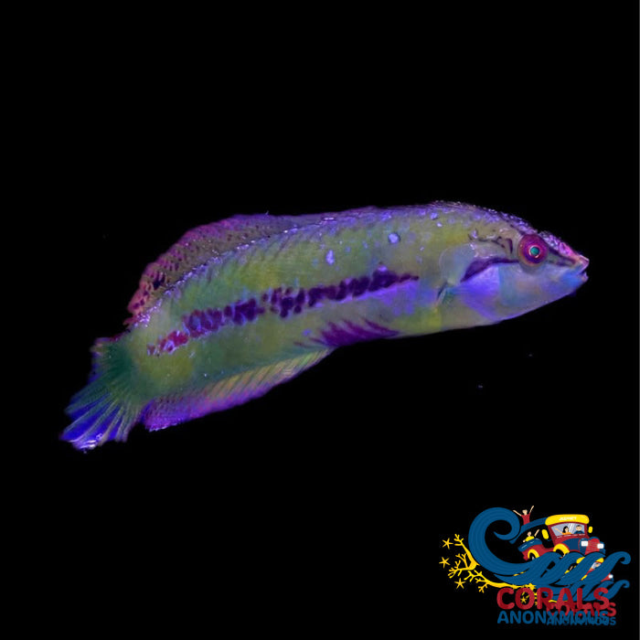 Seagrass Wrasse Fish