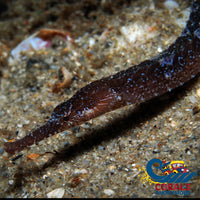 Kurt 10/18 Shortfin Pipefish (8-10) (Cosmocampus Elucens) Fish