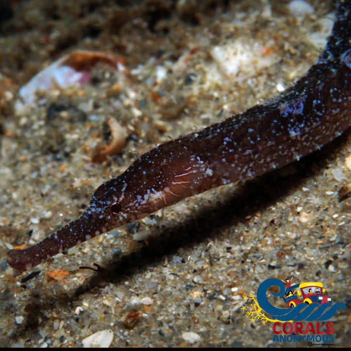 Shortfin Pipefish (6-10