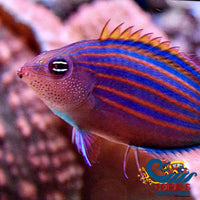 Six-Line Wrasse (Paeudocheilinus Hexataenia) Fish