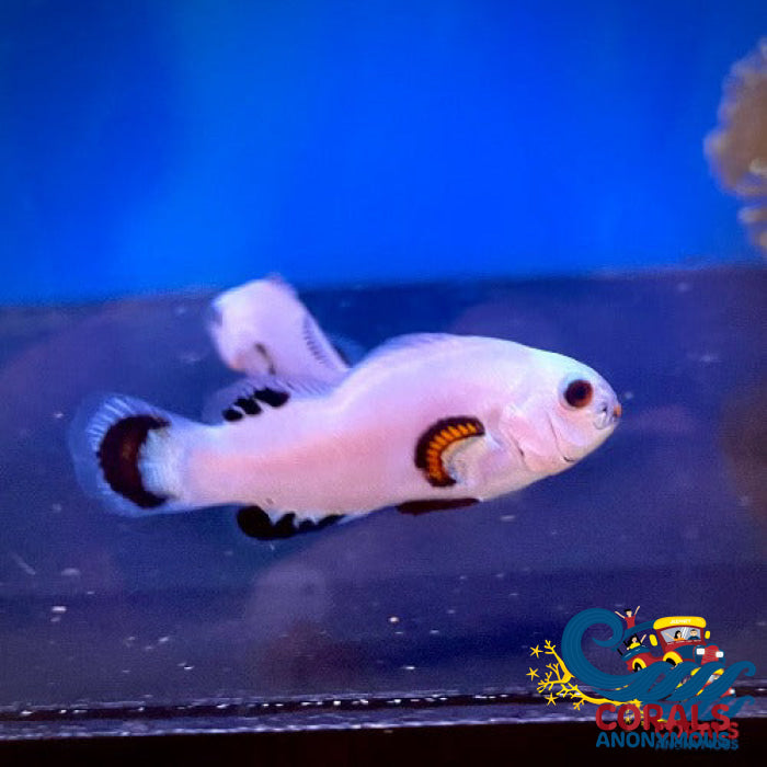 Snow Storm Clownfish (Aquacultured) Fish