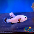 Snow Storm Clownfish (Aquacultured) Fish