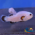 Snow Storm Clownfish (Aquacultured) Fish