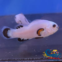 Snow Storm Clownfish (Aquacultured) Fish
