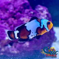 Bullet Hole Clownfish (Aquacultured) Fish
