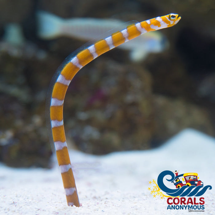 K Done Splendid Garden Eel (6-7) Fish