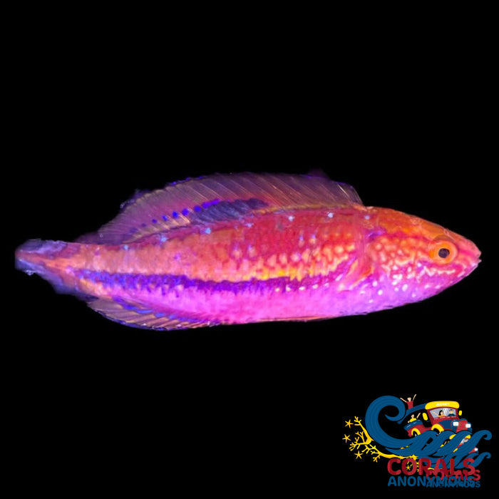 Splendid Pintail Fairy Wrasse Fish
