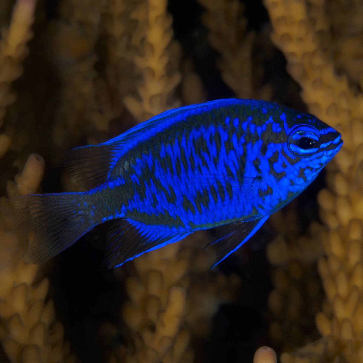 Springer's Damselfish (Chrysiptera springeri) - Corals Anonymous
