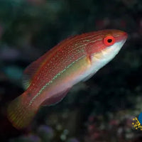 Threadfin Wrasse (Cirrhilabrus Temminckii) (S8)