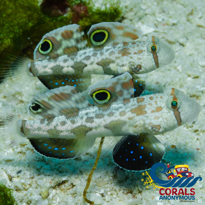 Twin Spotted Goby | Corals Anonymous