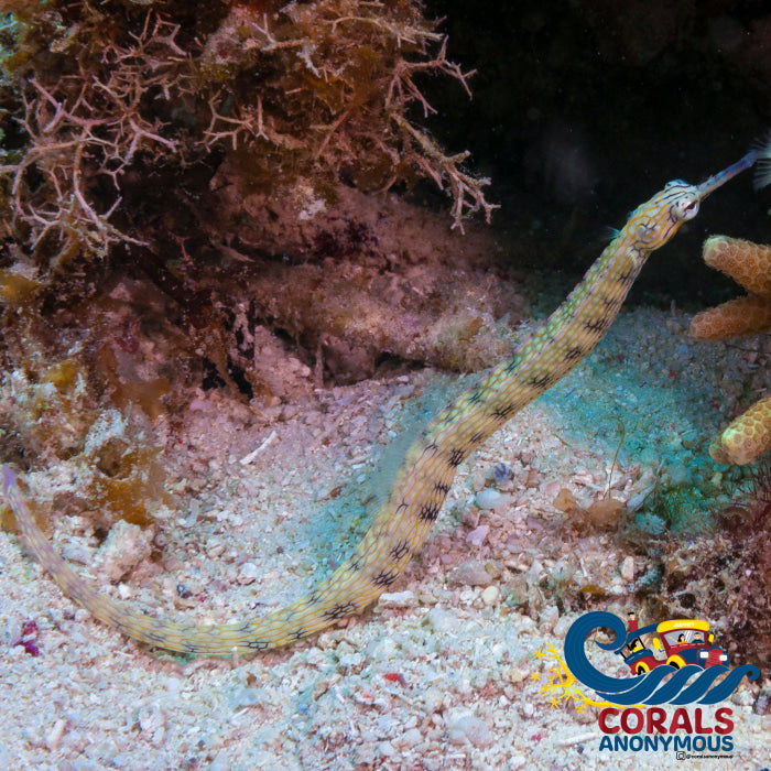 K Done Yellow Spotted Dragon Face Pipefish (5-6) Fish