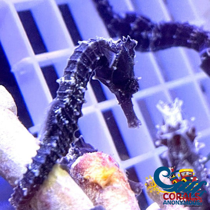Erectus Seahorse
