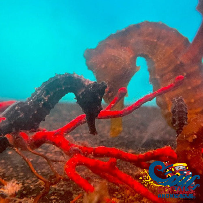 Erectus Seahorse (Aquacultured) Fish