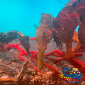 Erectus Seahorse (Aquacultured) Fish