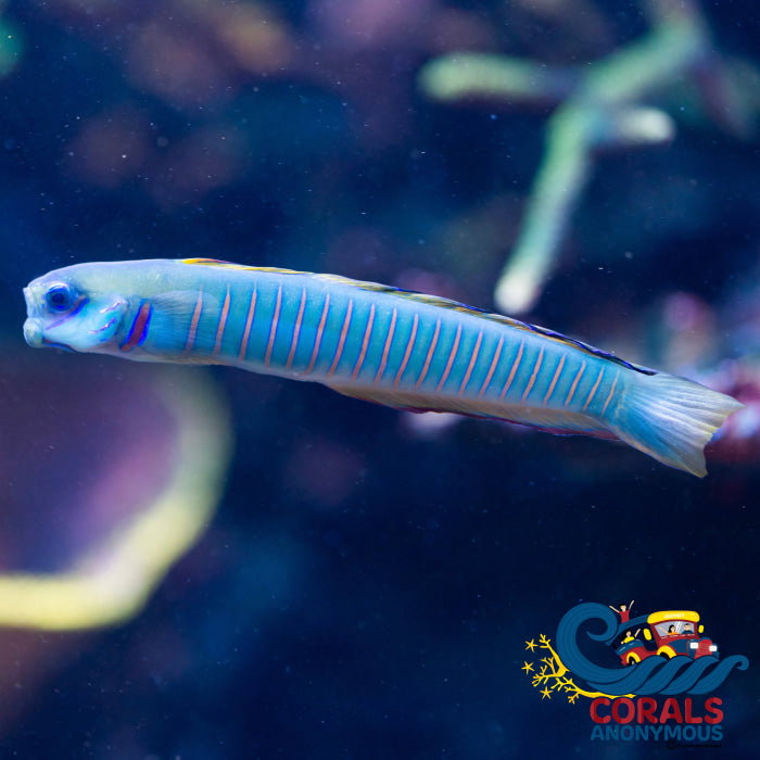 Zebra Pink Barred Dartfish (Ptereleotris Zebra) Fish